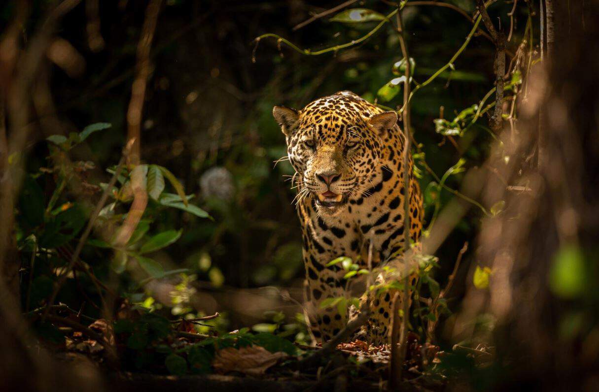 offshore banking and trust company services